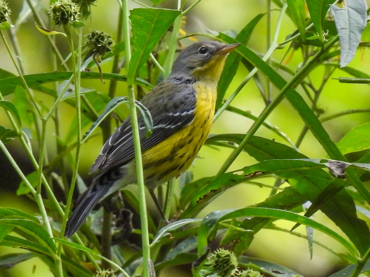 Magnolia Warbler - ML642770777