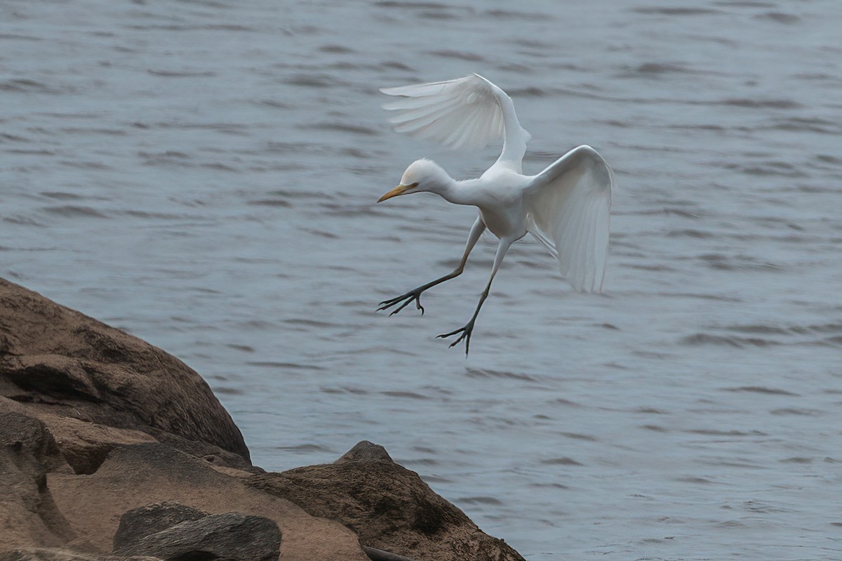 Western Cattle-Egret - ML642770780