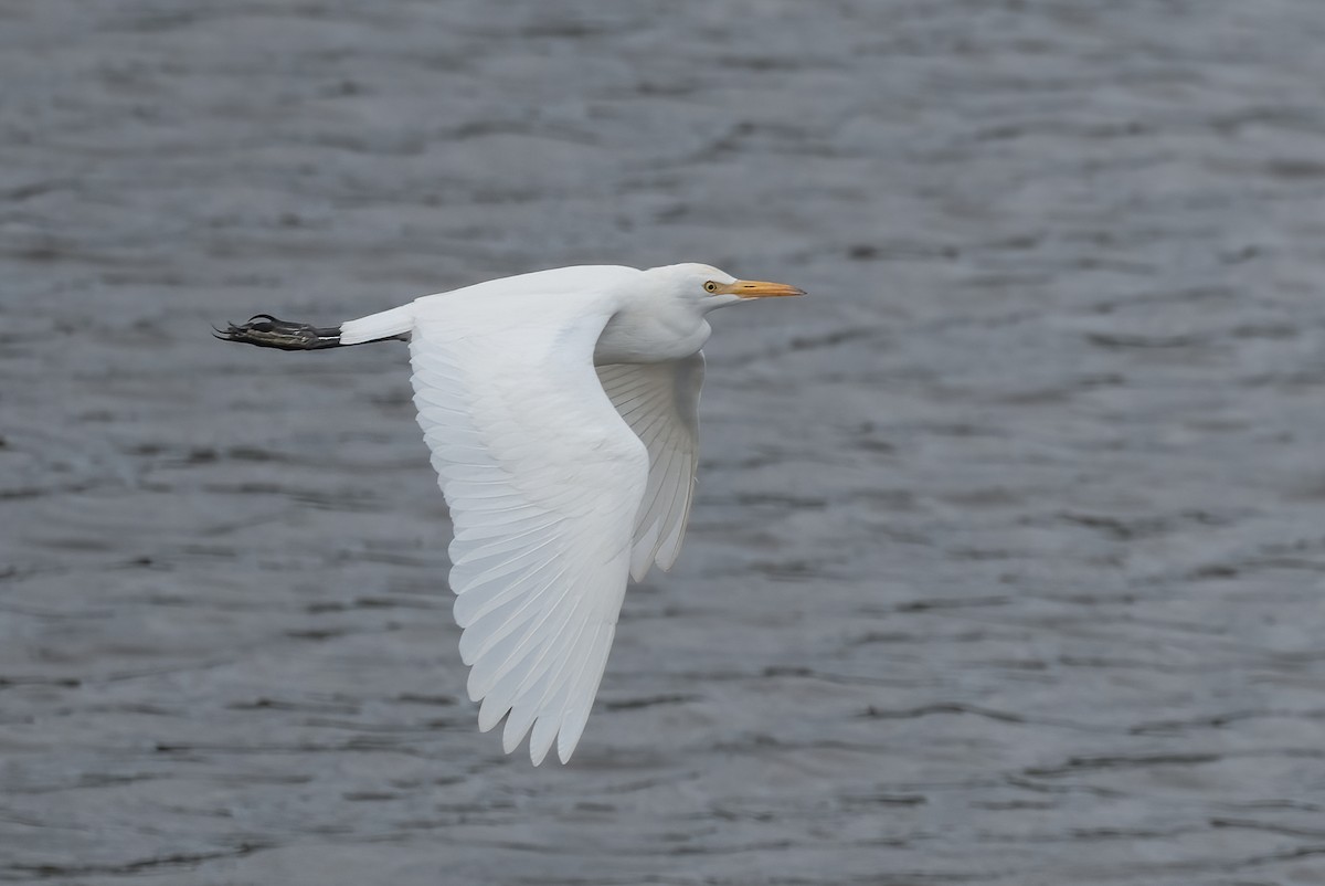 Western Cattle-Egret - ML642770781