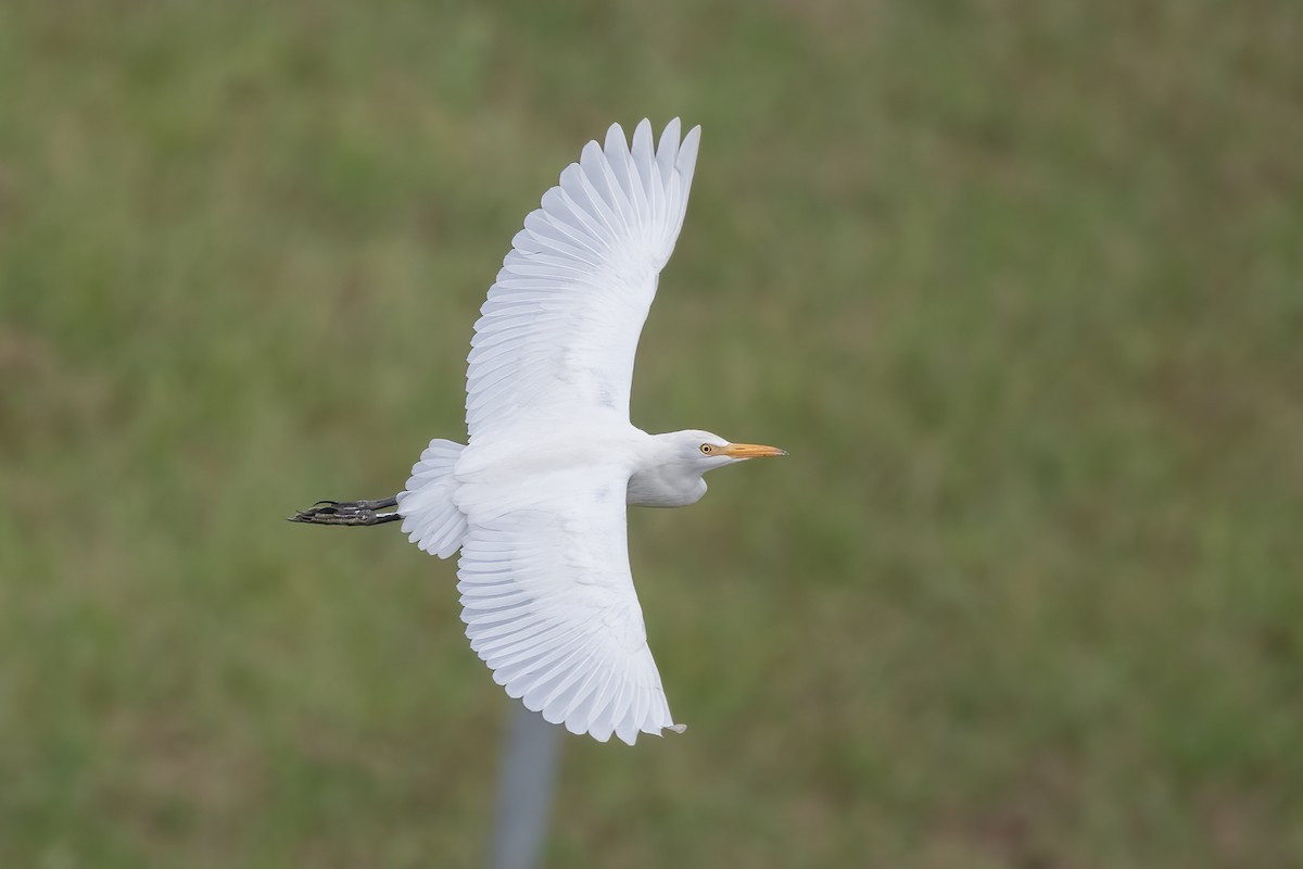 Western Cattle-Egret - ML642770782