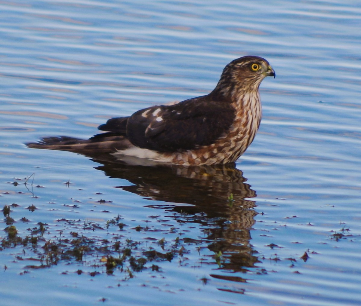 Sharp-shinned Hawk - ML642770784