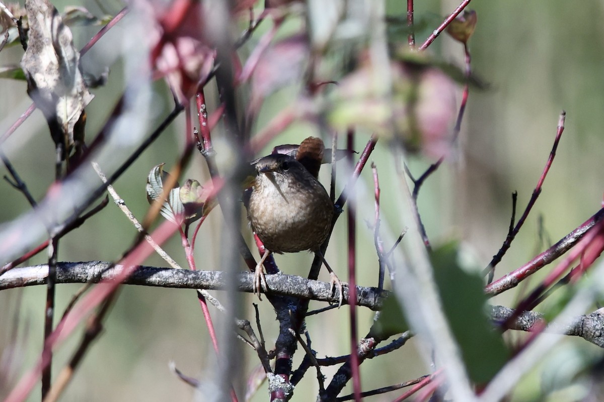 Winter Wren - ML642770796