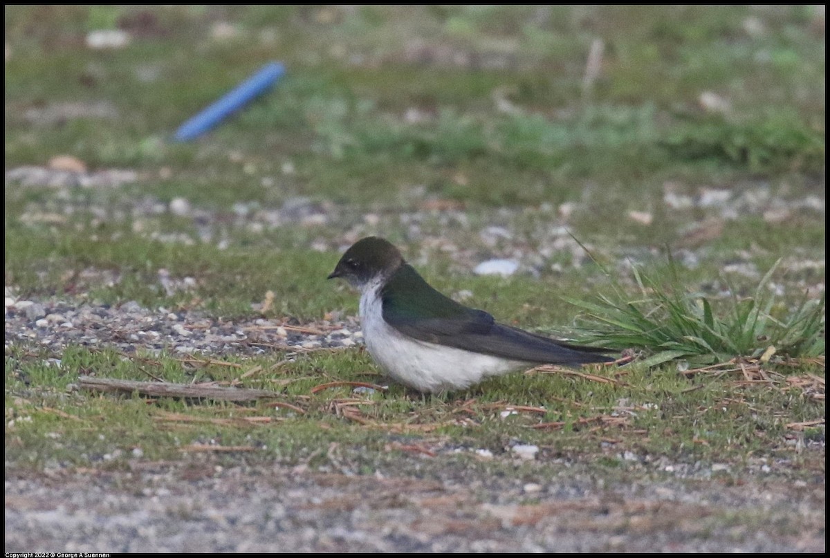 Violet-green Swallow - ML642770797