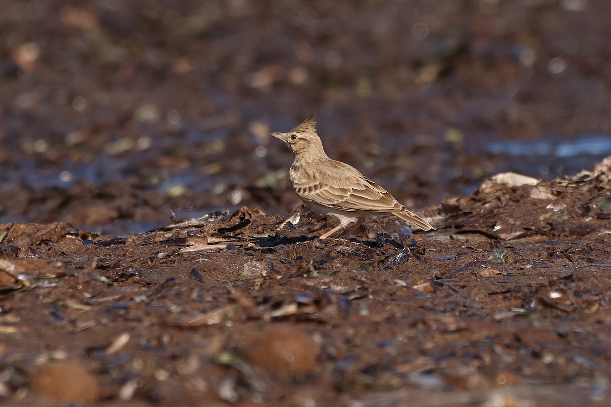 Thekla's/Crested Lark - ML642770804