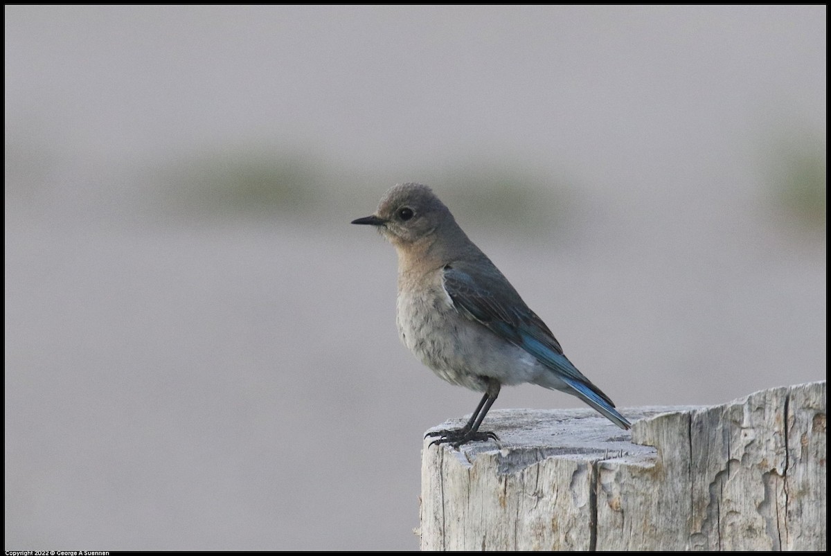Mountain Bluebird - ML642770805