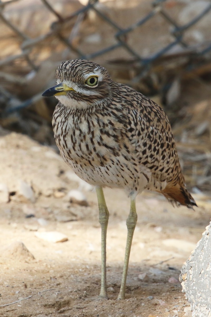Spotted Thick-knee - ML642770806