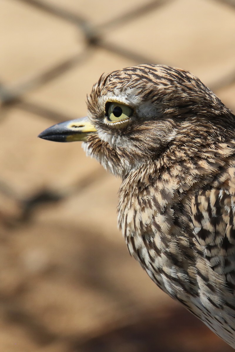 Spotted Thick-knee - ML642770807
