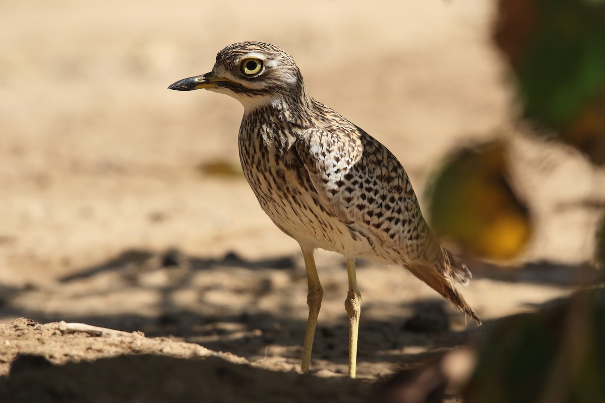 Spotted Thick-knee - ML642770809