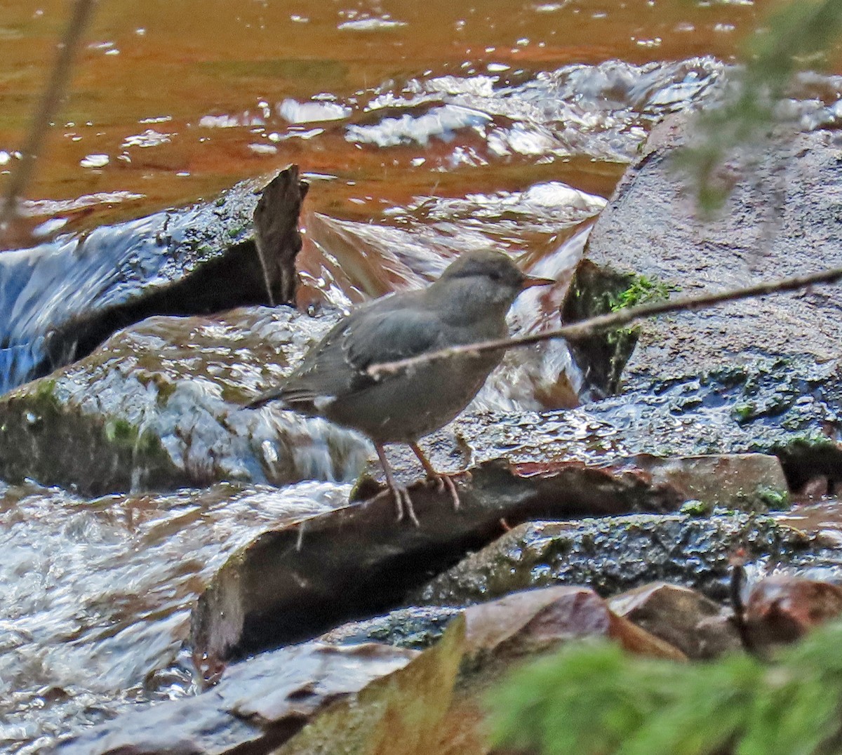 American Dipper - ML642770812