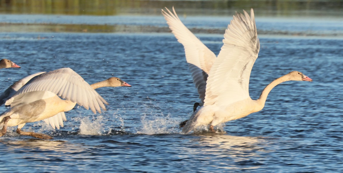 Trumpeter Swan - ML642770827