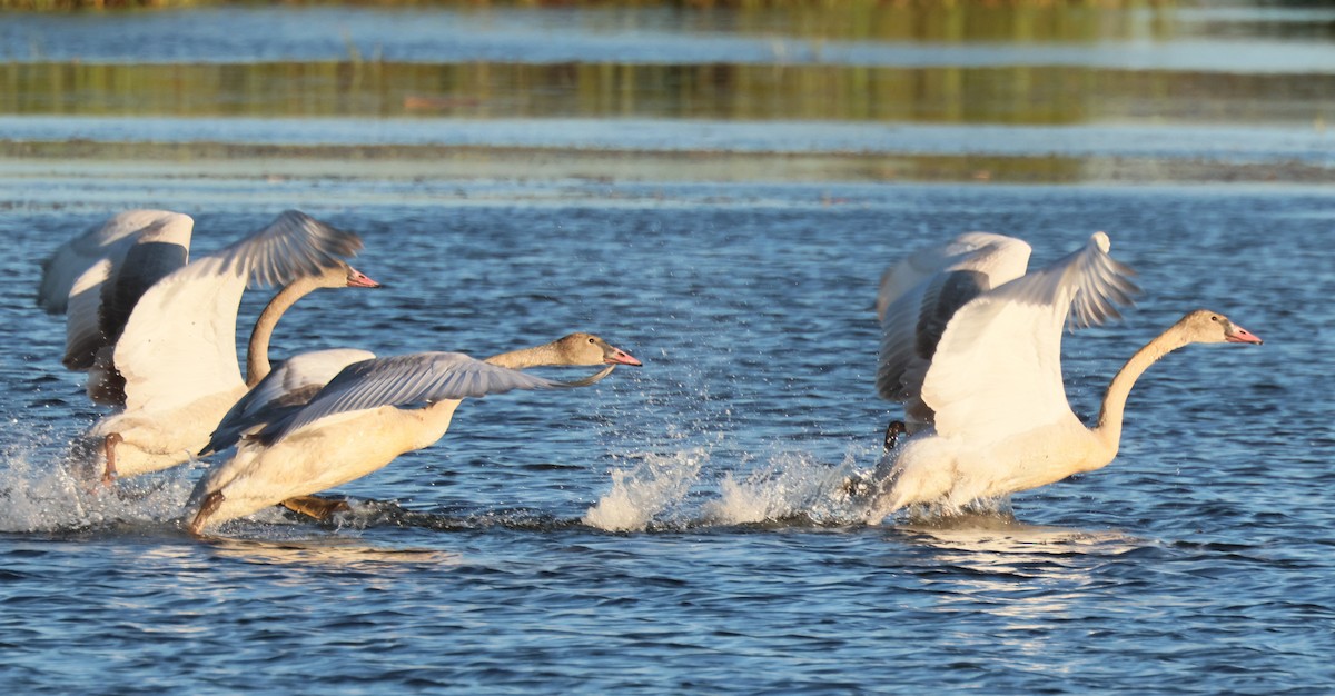 Trumpeter Swan - ML642770838