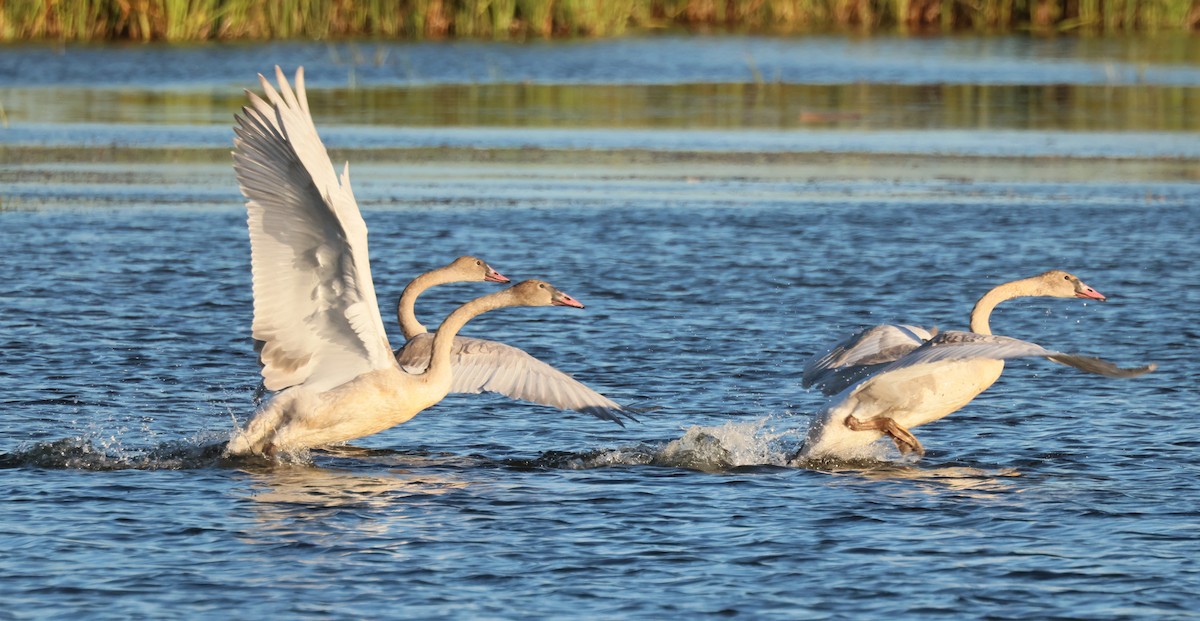 Trumpeter Swan - ML642770852
