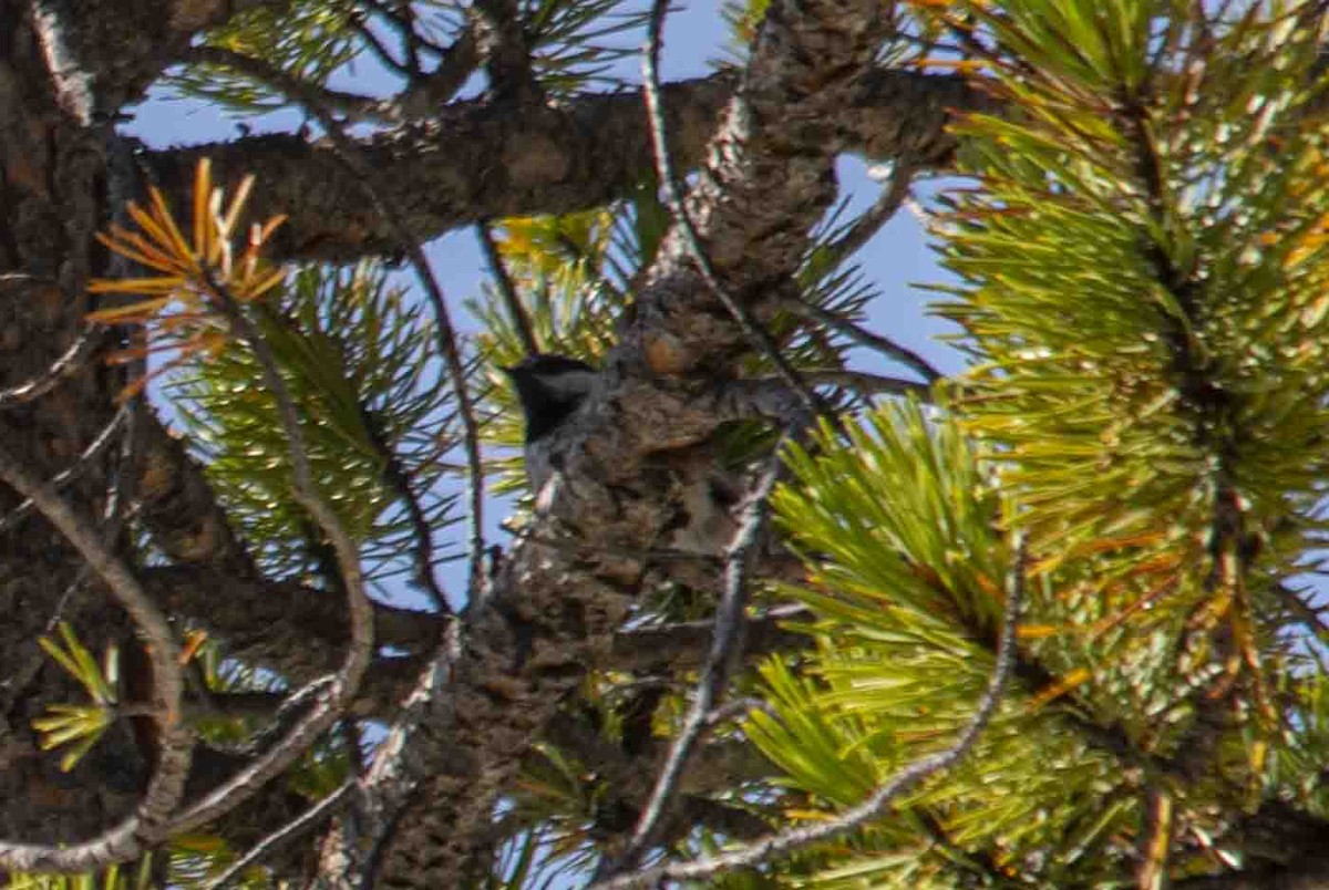 Clark's Nutcracker - ML642770853