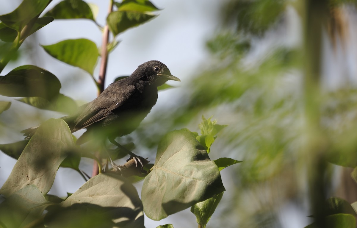 Black Scrub-Robin - ML642770856
