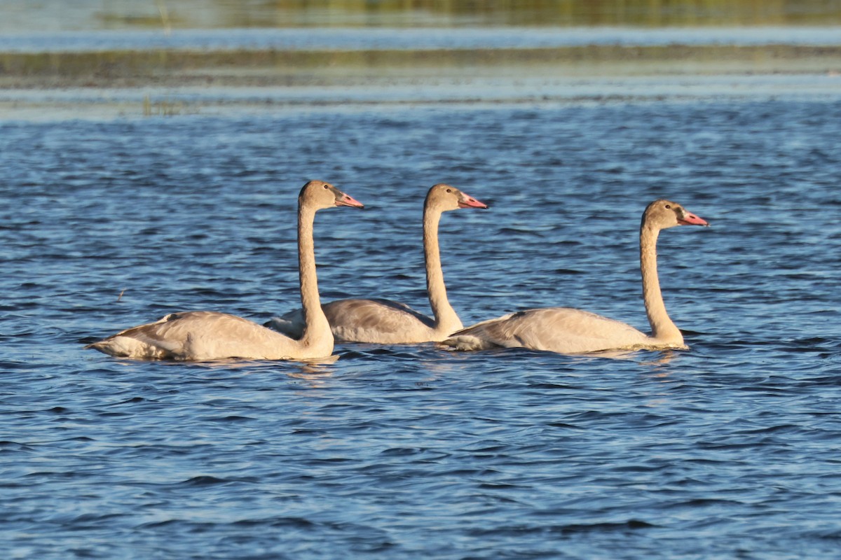Trumpeter Swan - ML642770860