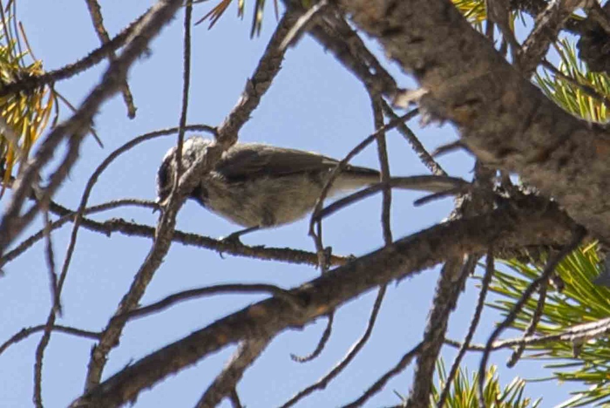 Clark's Nutcracker - ML642770861
