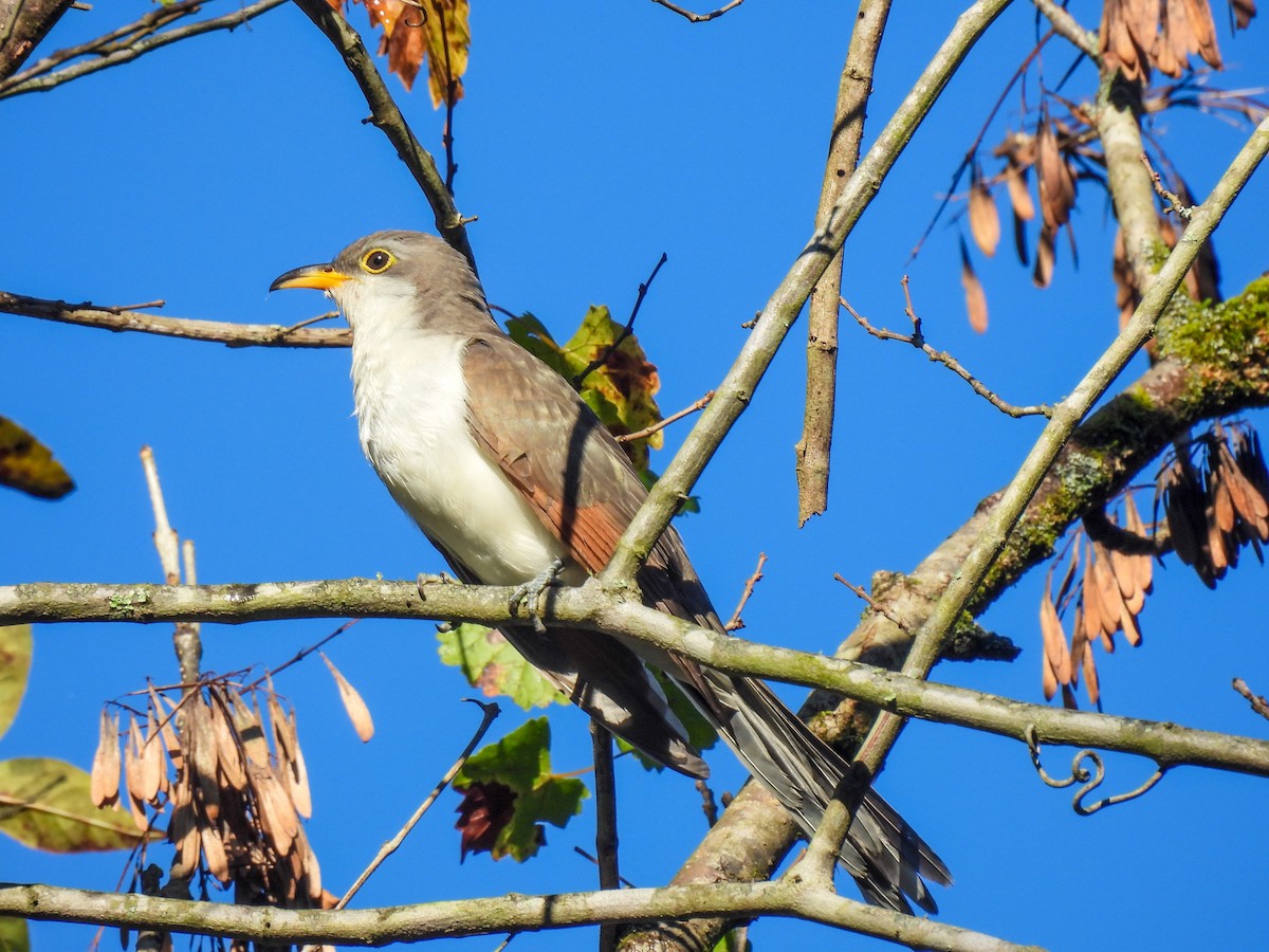 Yellow-billed Cuckoo - ML642770870