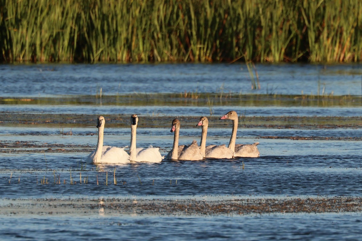 Trumpeter Swan - ML642770871