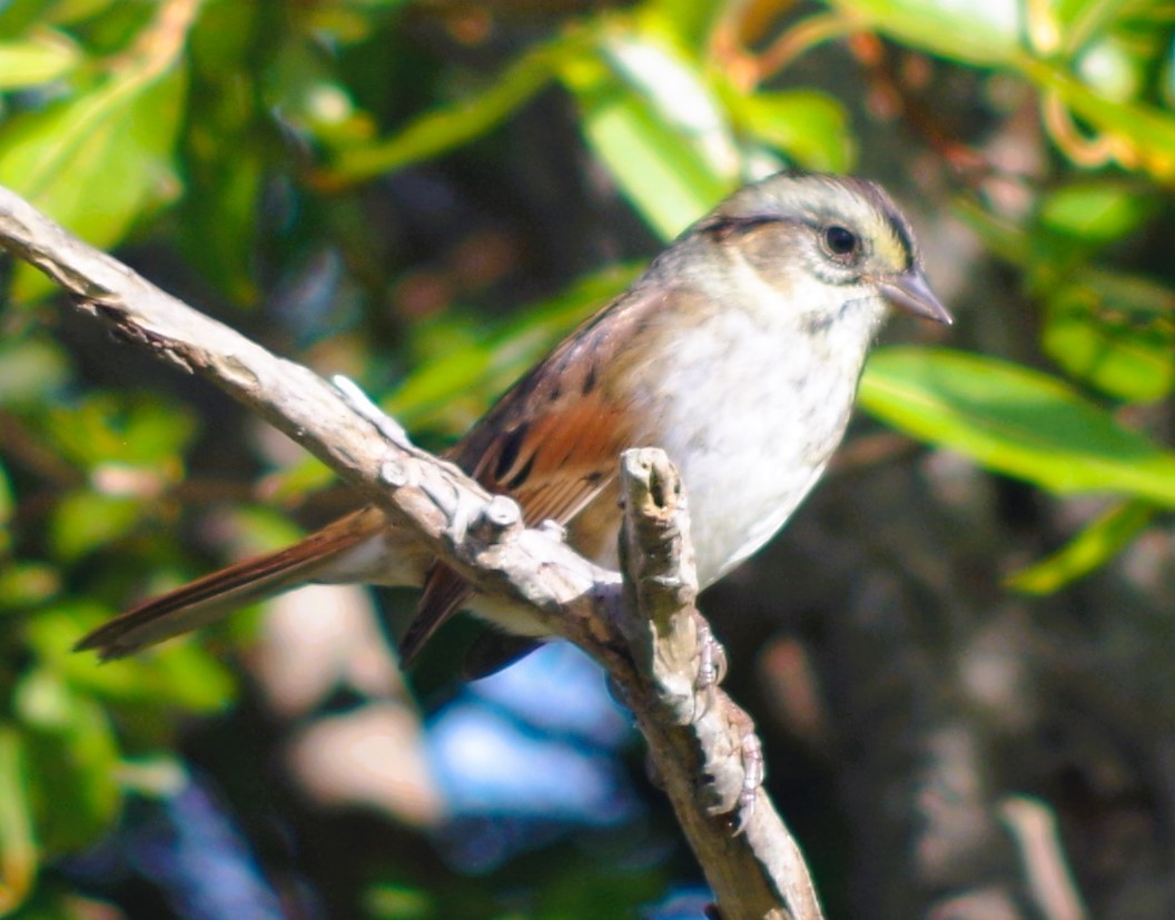 Swamp Sparrow - ML642770878