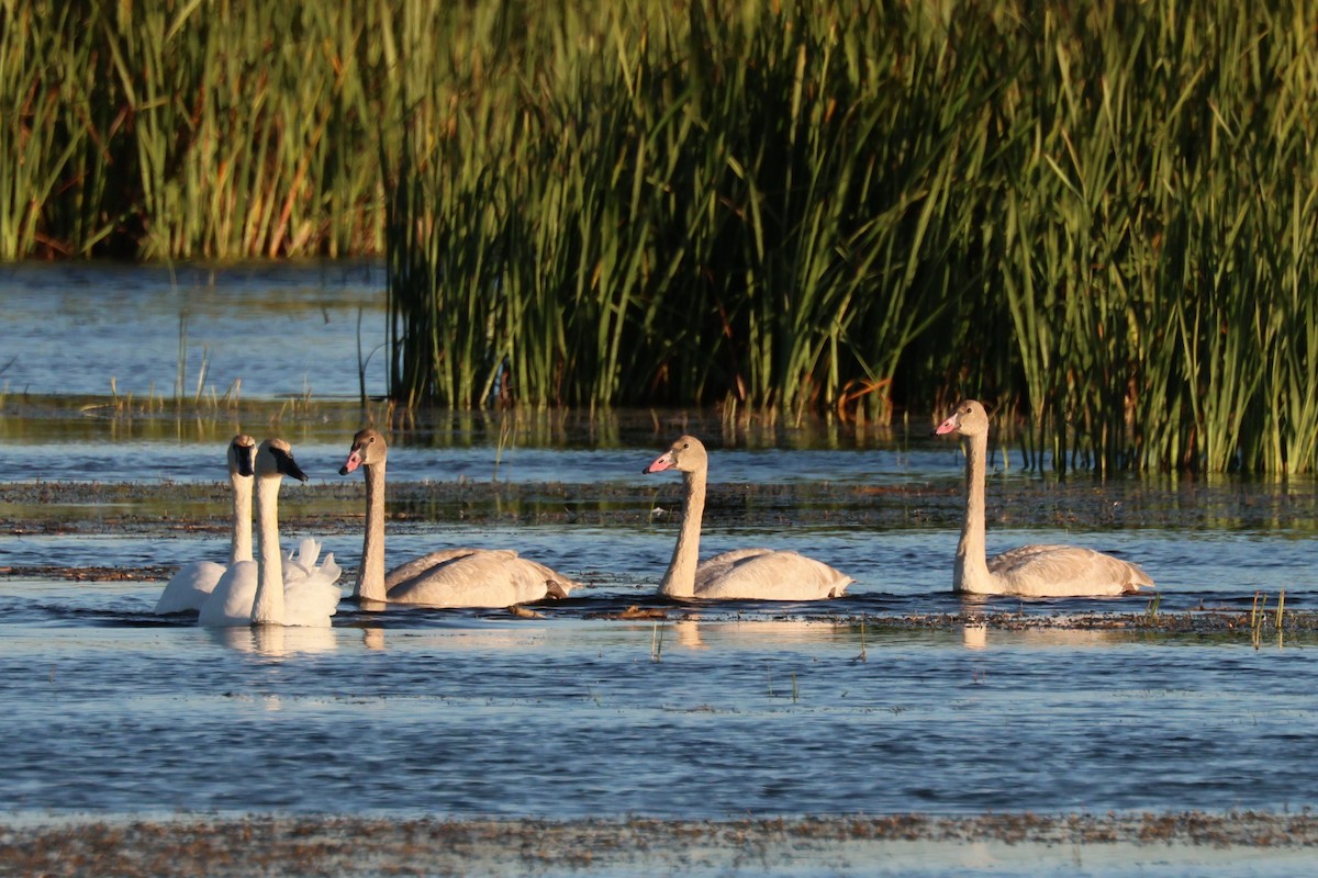 Trumpeter Swan - ML642770880