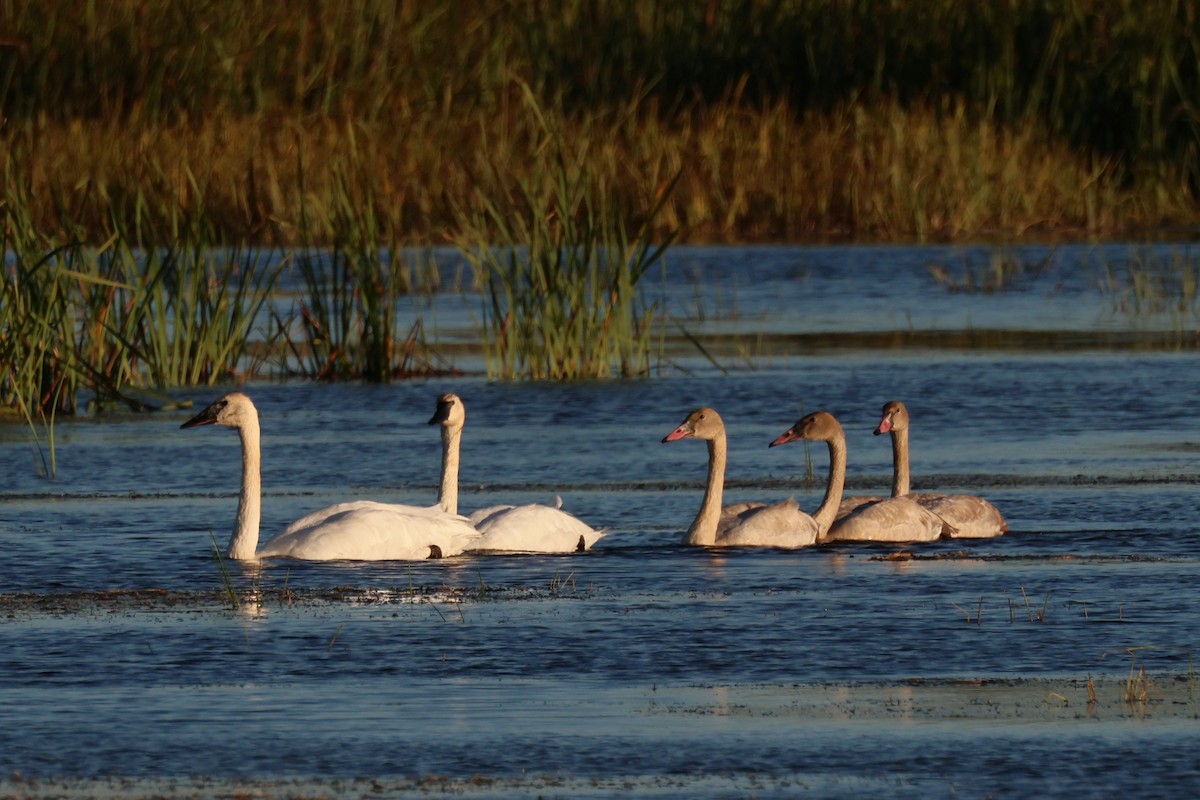 Trumpeter Swan - ML642770885