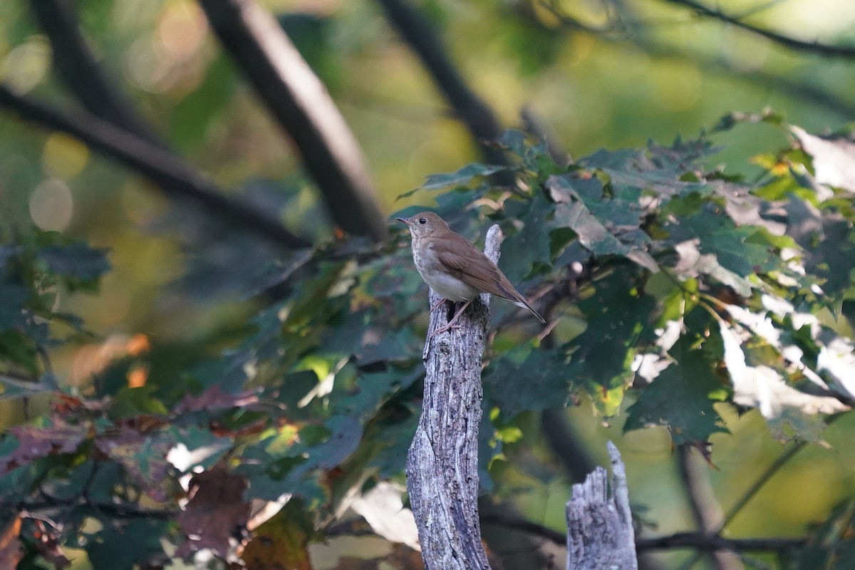 Veery - ML642770898
