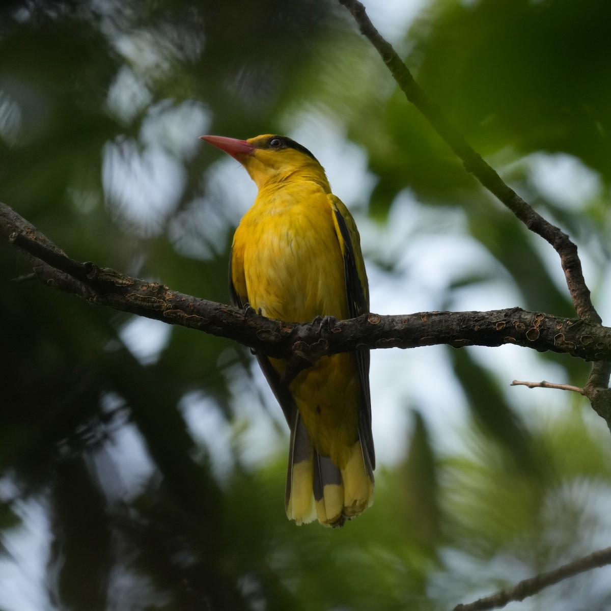 Black-naped Oriole - ML642770903