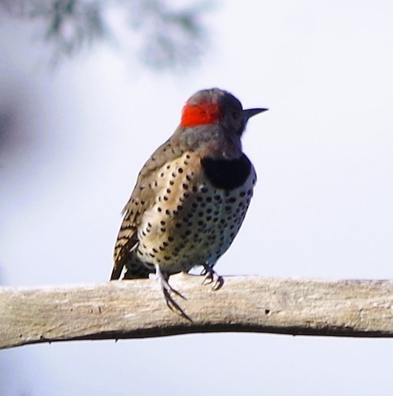 Northern Flicker - ML642770912