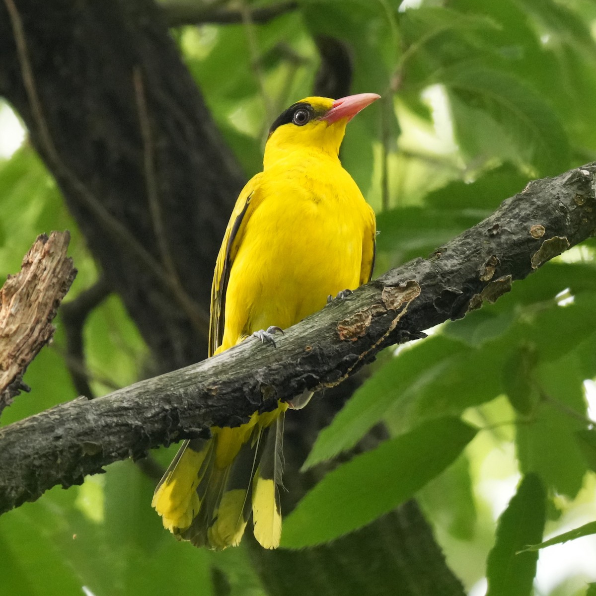 Black-naped Oriole - ML642770936