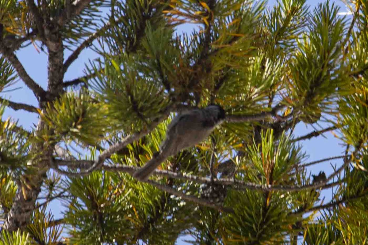 Mountain Chickadee - ML642770955