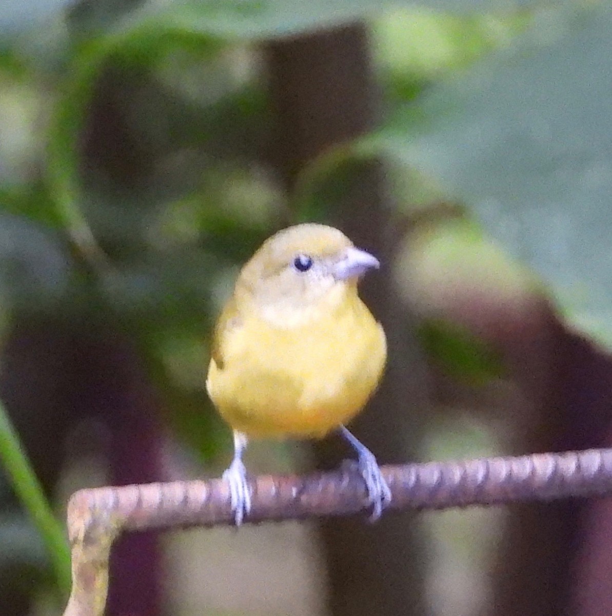 Thick-billed Euphonia - ML642770966