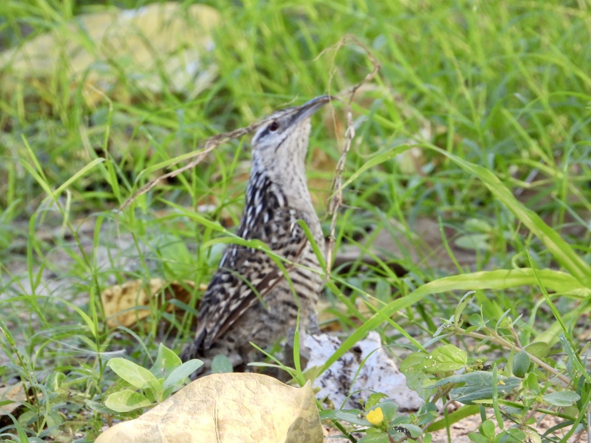 Yucatan Wren - ML642770969