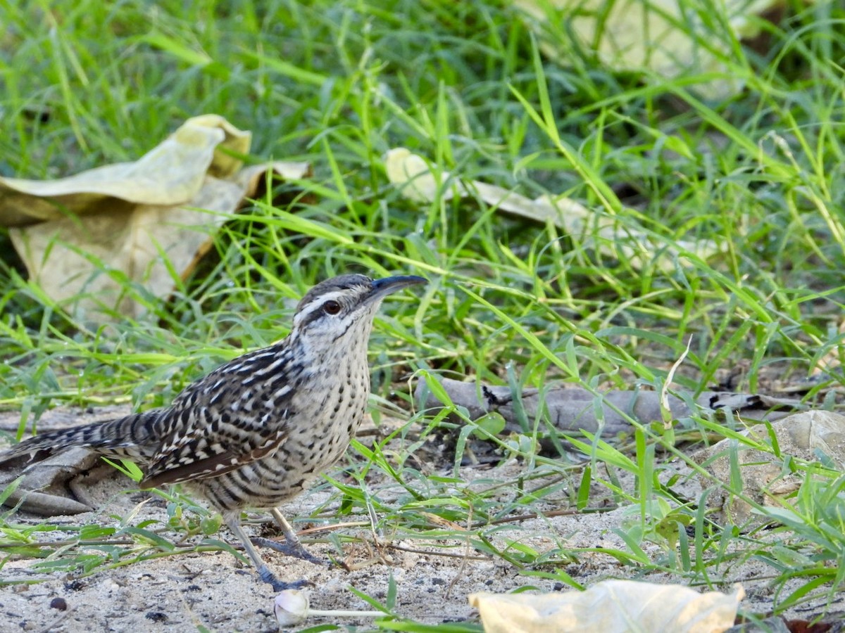 Yucatan Wren - ML642770971