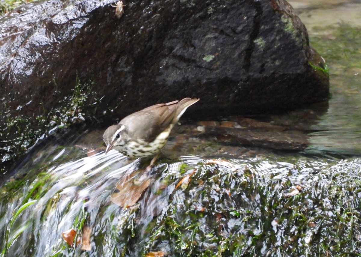 Louisiana Waterthrush - ML642770978