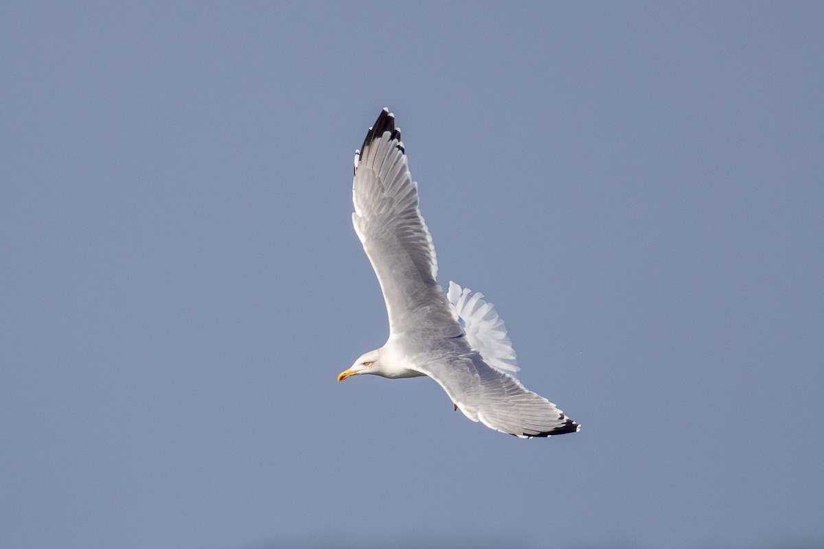 Yellow-legged Gull - ML642770986