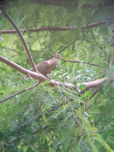 Zenaida Dove - ML642770994