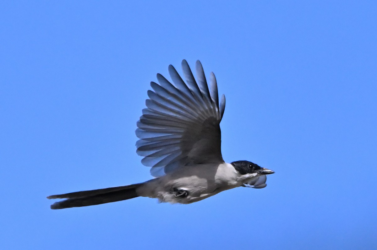 Iberian Magpie - ML642770995