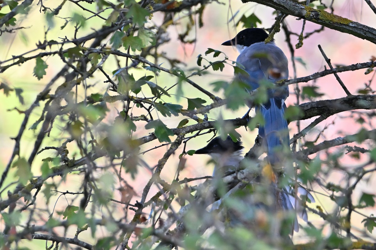 Iberian Magpie - ML642770996