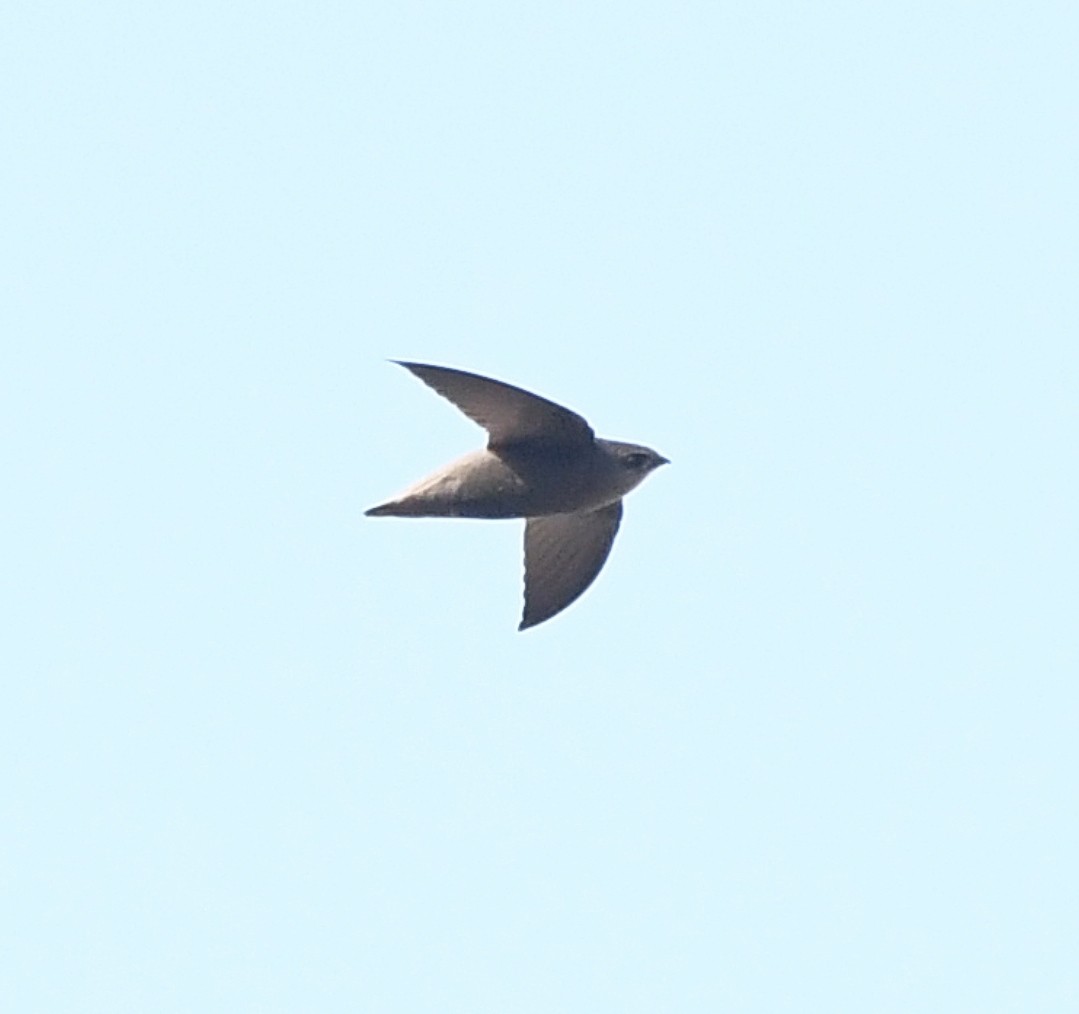 Sick's Swift - ML642771002