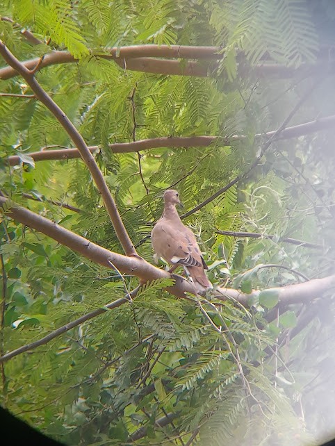 Zenaida Dove - ML642771008