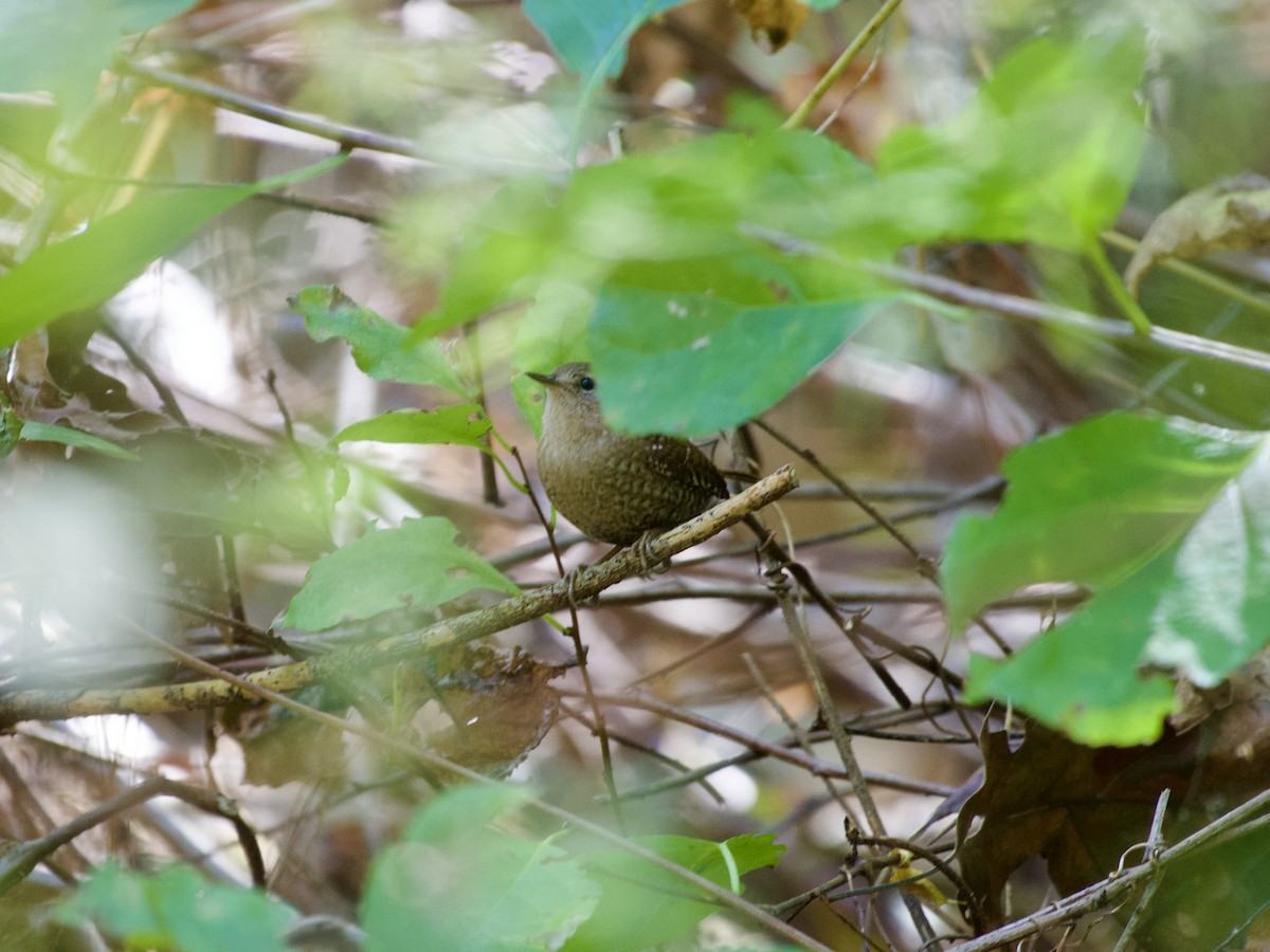 Winter Wren - ML642771011