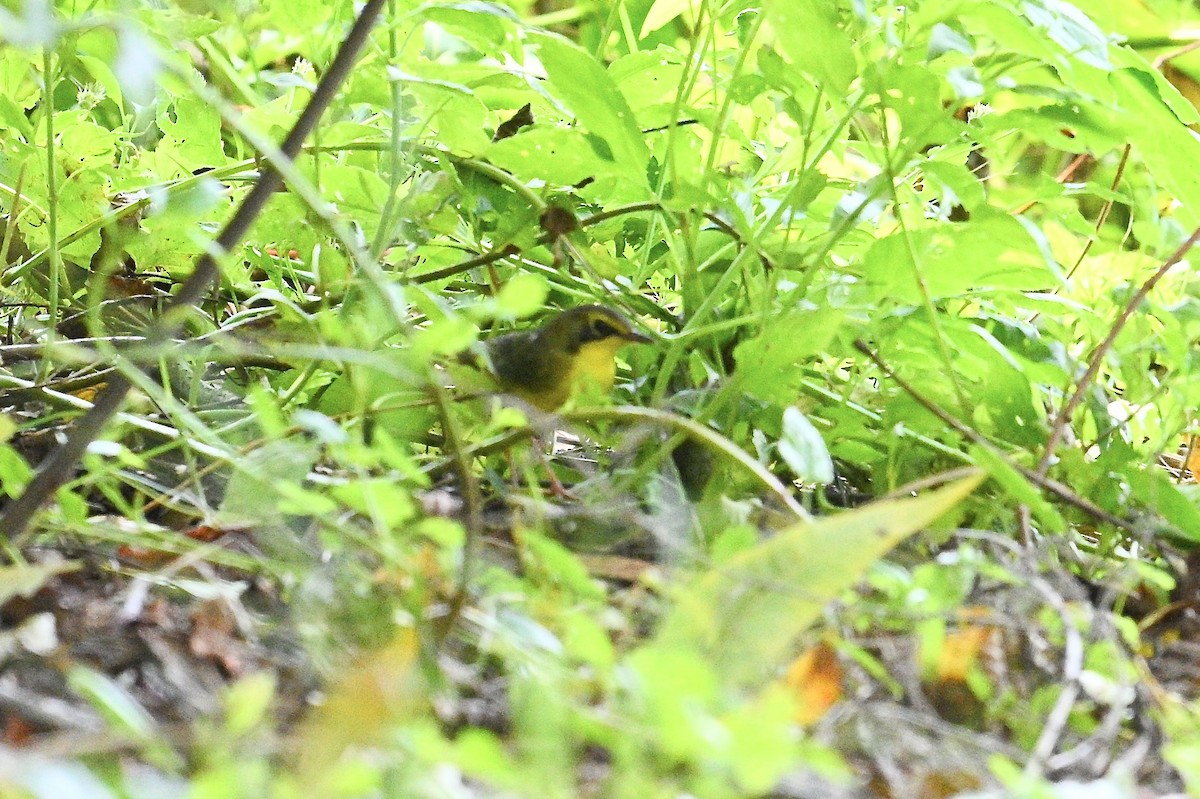 Kentucky Warbler - ML642771019