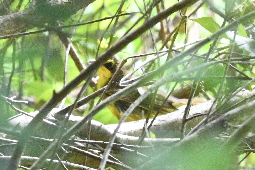 Kentucky Warbler - ML642771020