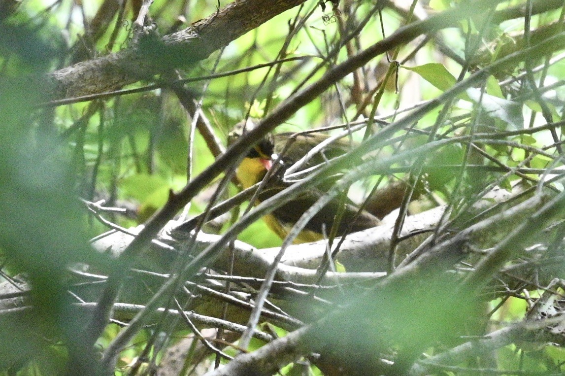 Kentucky Warbler - ML642771026