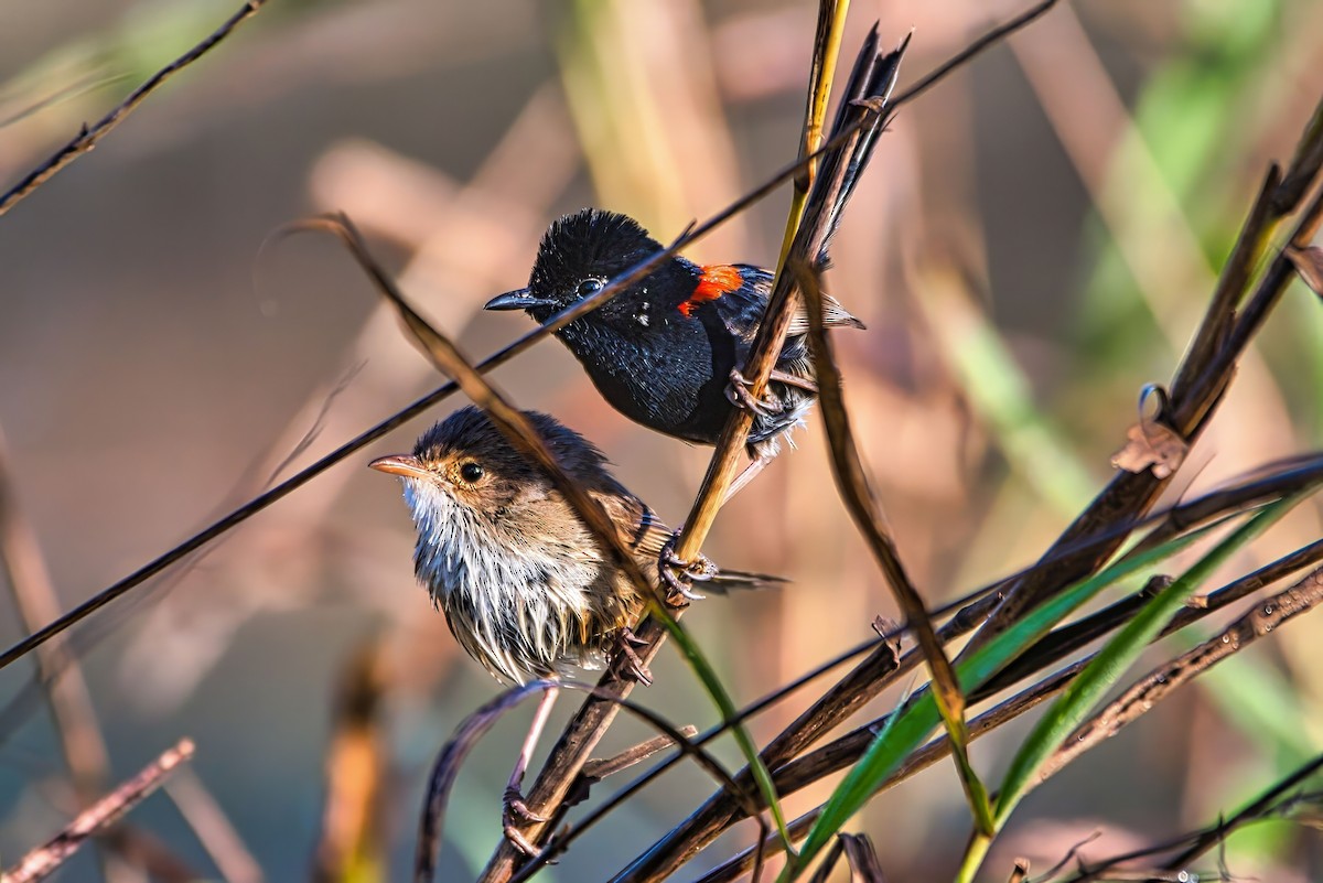 Red-backed Fairywren - ML642771028