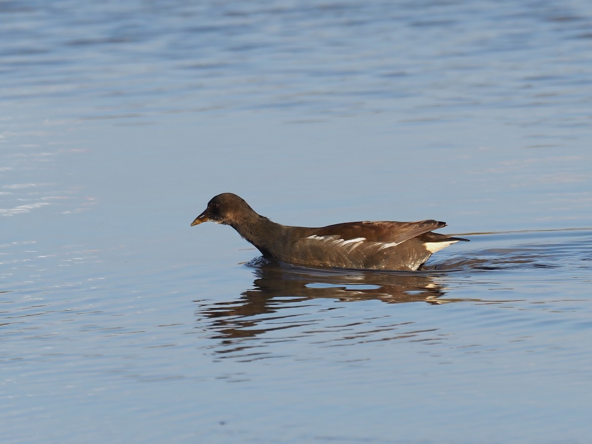 Eurasian Moorhen - ML642771029