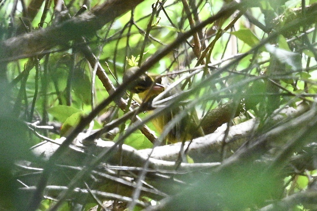 Kentucky Warbler - ML642771032