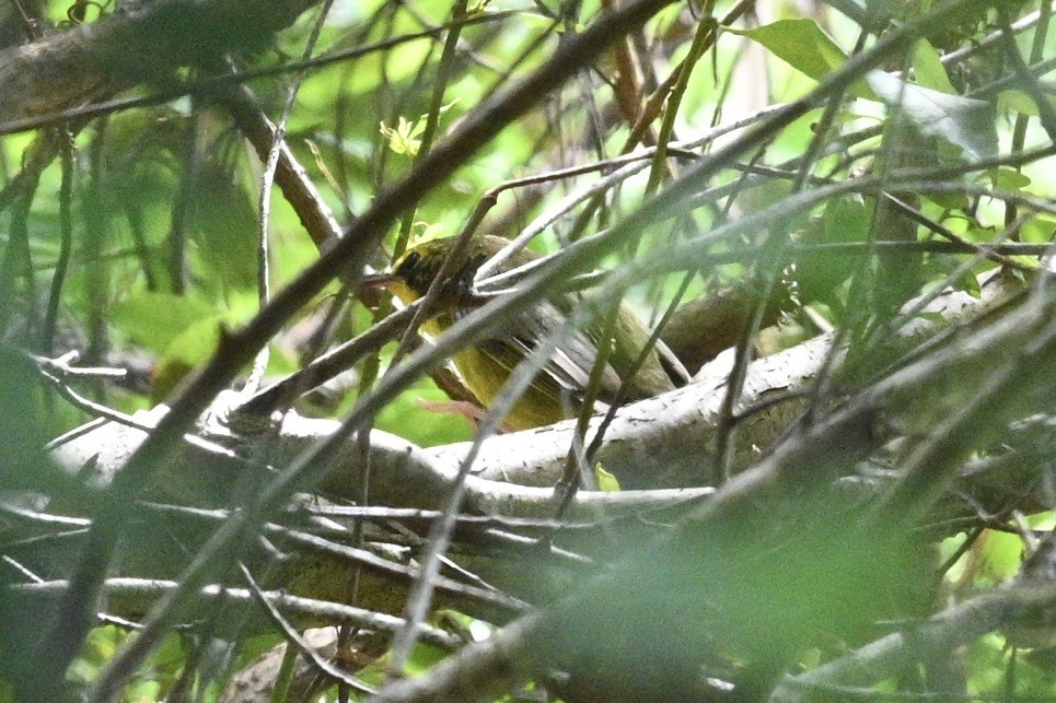 Kentucky Warbler - ML642771035