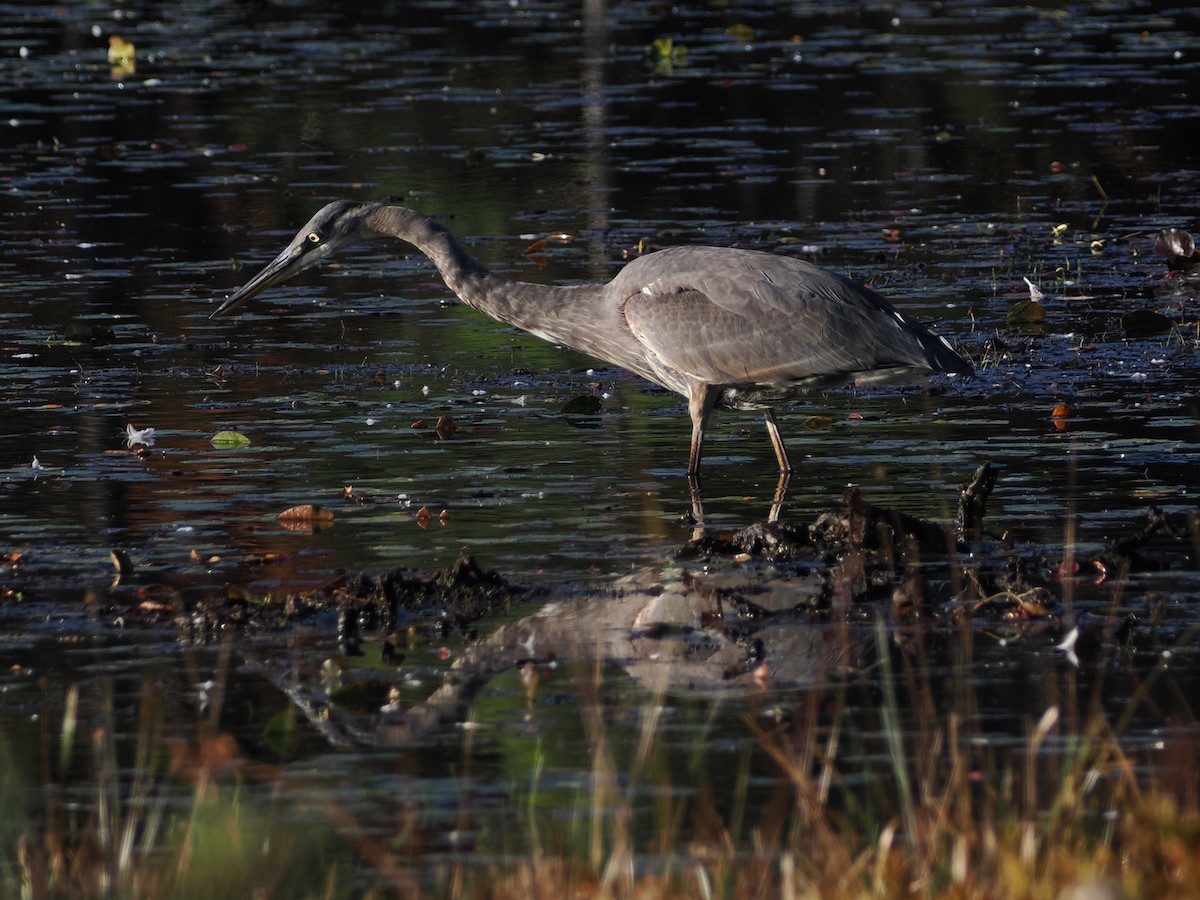 Great Blue Heron (Great Blue) - ML642771040