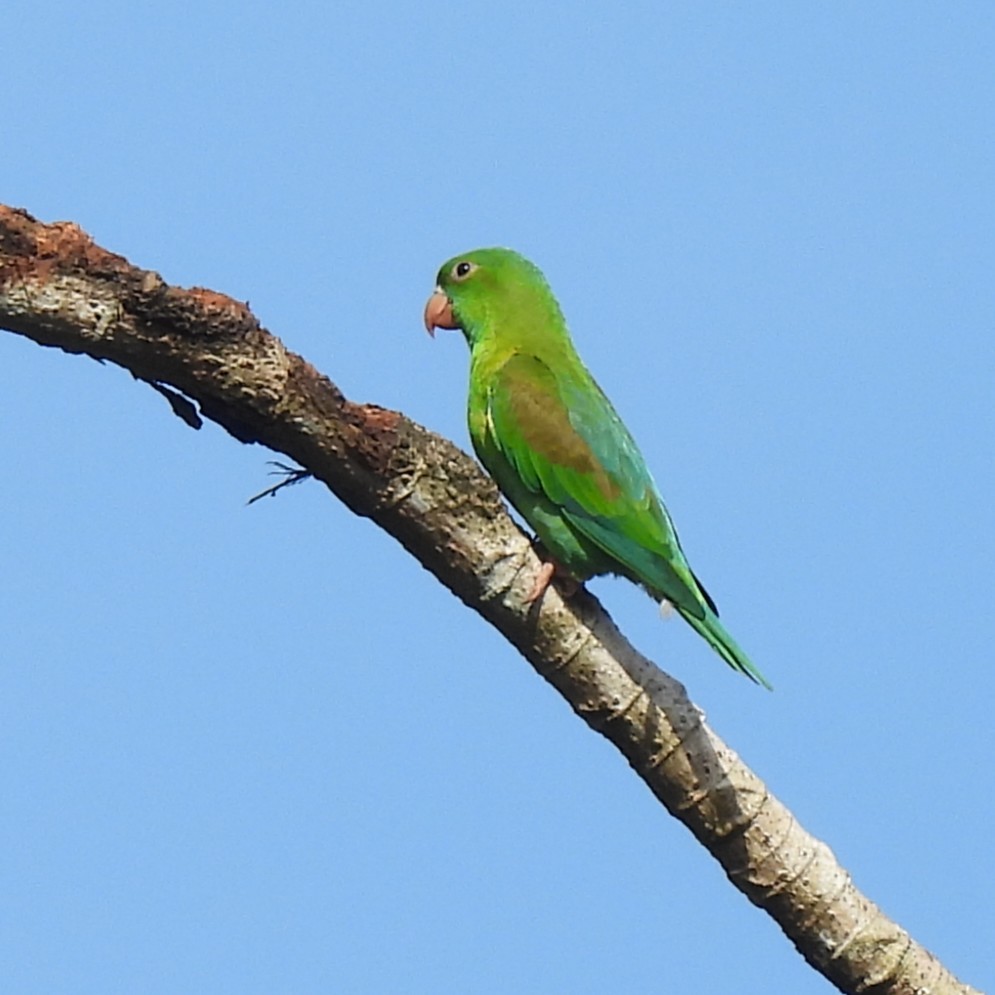 Orange-chinned Parakeet - ML642771059